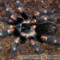 Brachypelma auratum – ptasznik