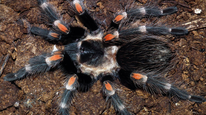 Brachypelma Smithi - Ptasznik Czerwonokolanowy - Terrarium