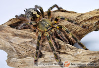 Poecilotheria rufilata – ptasznik