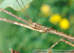 Diesbachia tamyris