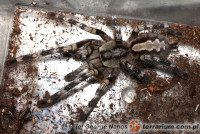 Poecilotheria fasciata – ptasznik