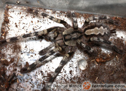 Poecilotheria fasciata – ptasznik