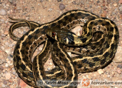 Thamnophis spp.