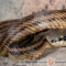 Elaphe quatuorlineata – wąż czteropasiasty