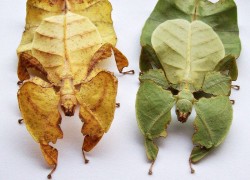 Phyllium bioculatum var. pulchrifolium – liściec dwuoki