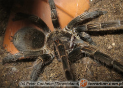 Thrixopelma pruriens – ptasznik