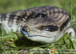 Tiliqua scincoides – tilikwa scynkowa