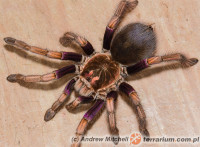 Pamphobeteus ultramarinus