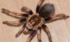 Pamphobeteus ultramarinus – ptasznik