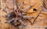 Grammostola rosea – ptasznik chilijski