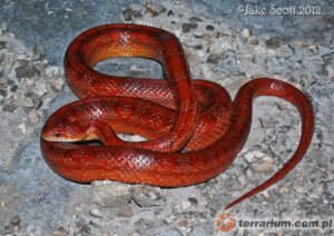 Pantherophis guttatus – wąż zbożowy