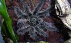 Avicularia urticans – ptasznik