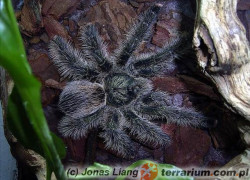 Avicularia urticans – ptasznik (synonim)