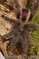 Avicularia huriana – ptasznik