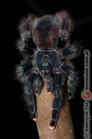 Avicularia azuraklaasi – ptasznik