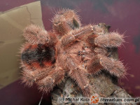 Avicularia minatrix