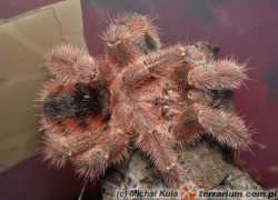 Avicularia minatrix – ptasznik