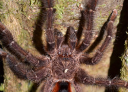 Avicularia hirschii – ptasznik