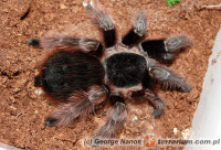 Acanthoscurria natalensis – ptasznik