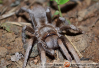 Brachypelma fossorium – ptasznik