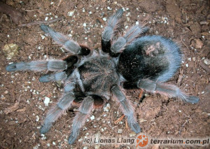 Grammostola alticeps – ptasznik