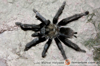 Aphonopelma eutylenum