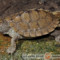 Graptemys pseudogeographica – żółw ostrogrzbiety