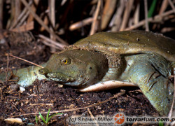 Trionychidae – żółwiaki, żółwie trójpazurzaste