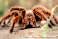 Grammostola mollicoma – ptasznik