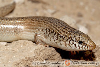 Chalcides ocellatus – ostajnica nakrapiana