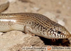 Chalcides ocellatus – ostajnica nakrapiana