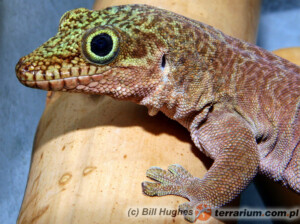 Phelsuma standingi