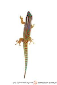 Phelsuma ornata – felsuma ozdobna