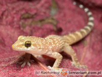 Hemidactylus turcicus – gekon turecki