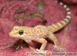 Hemidactylus turcicus – gekon turecki