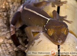 Gekko vittatus – gekon paskowany, gekon czekoladowy