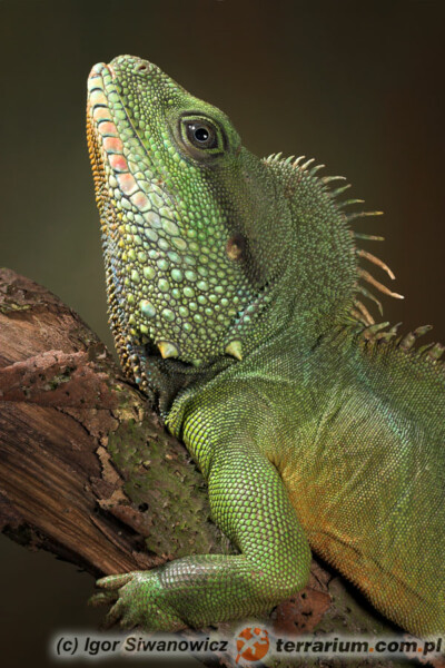 Physignathus cocincinus - agama błotna