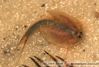 Triops spp. – przekopnice