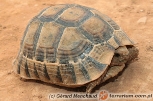 Testudo graeca soussensis