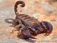 Euscorpius spp.