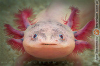 Ambystoma mexicanum – aksolotl meksykański