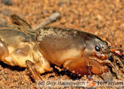 Gryllotalpa gryllotalpa – turkuć podjadek