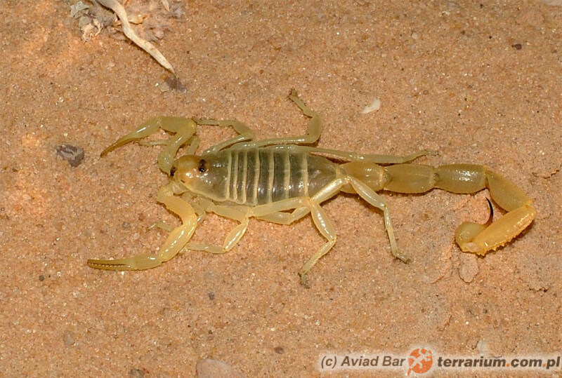 Buthacus leptochelys - skorpion