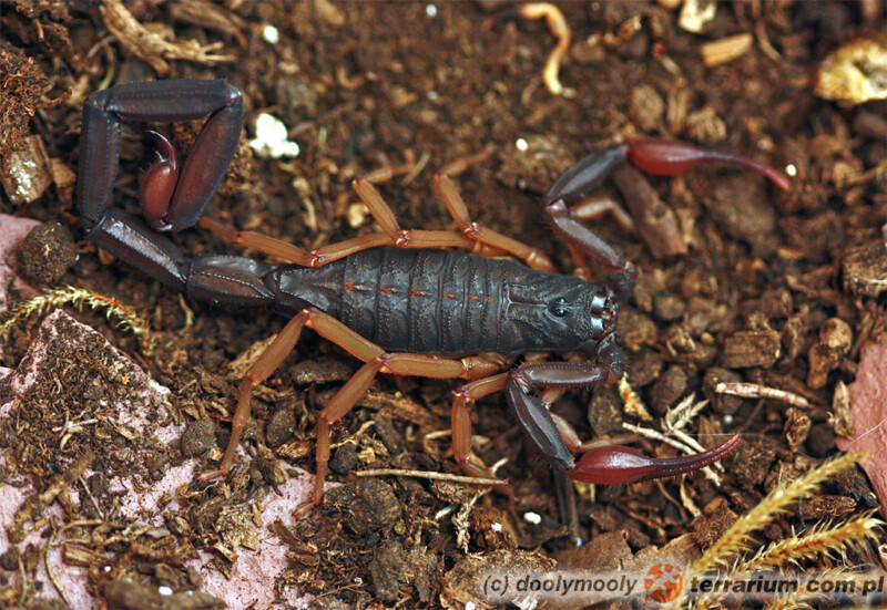 Centruroides gracilis - skorpion