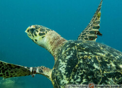 Eretmochelys imbricata – żółw szylkretowy