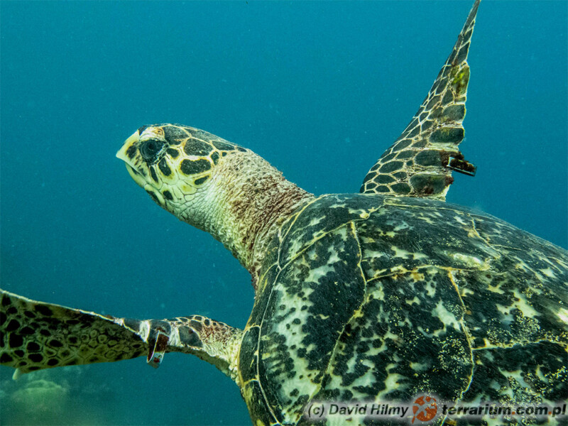 Eretmochelys imbricata - żółw szylkretowy