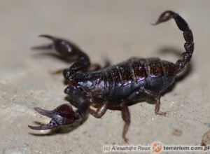 Euscorpius carpathicus – skorpion karpacki