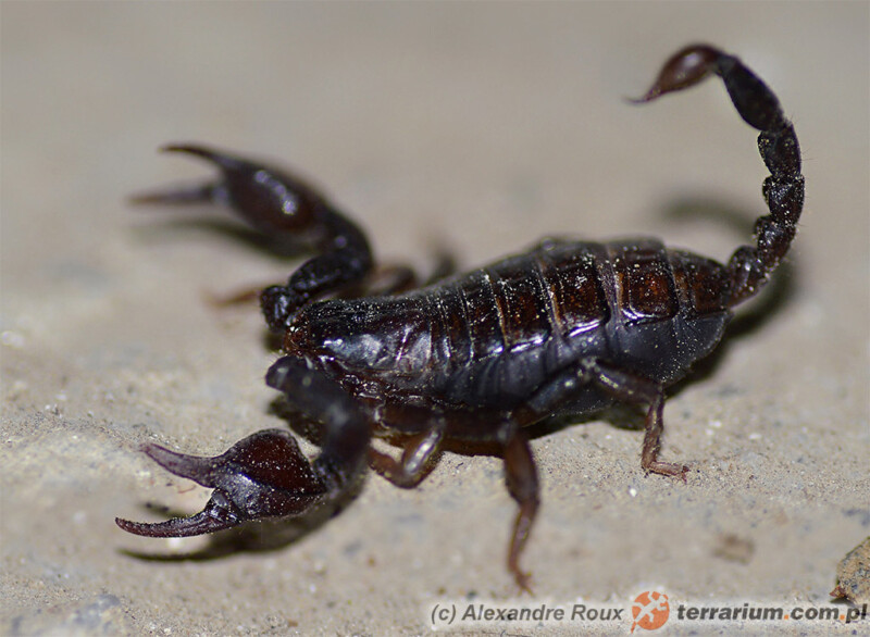 Euscorpius carpathicus - skorpion karpacki - samica