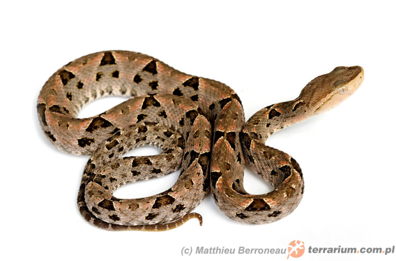 Bothrops asper