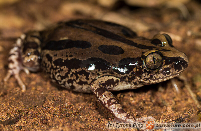 Kassina senegalensis